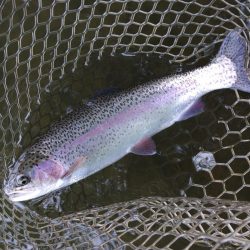 全面結氷！大安トラウトレイク